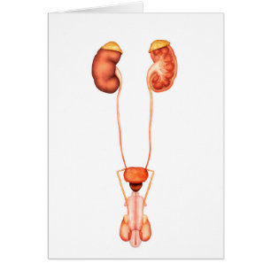 Anatomie Du Système Urinaire Homme Humain, Vue Ava