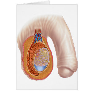 Anatomie du testicule masculin