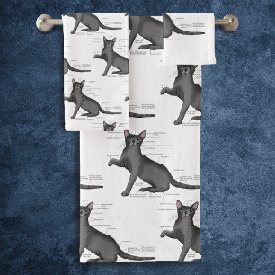 Anatomie d'un chat