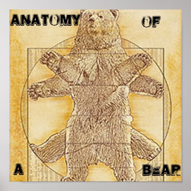 Anatomie d'une affiche d'ours (Devant)