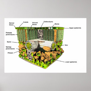Anatomie d'une affiche feuille