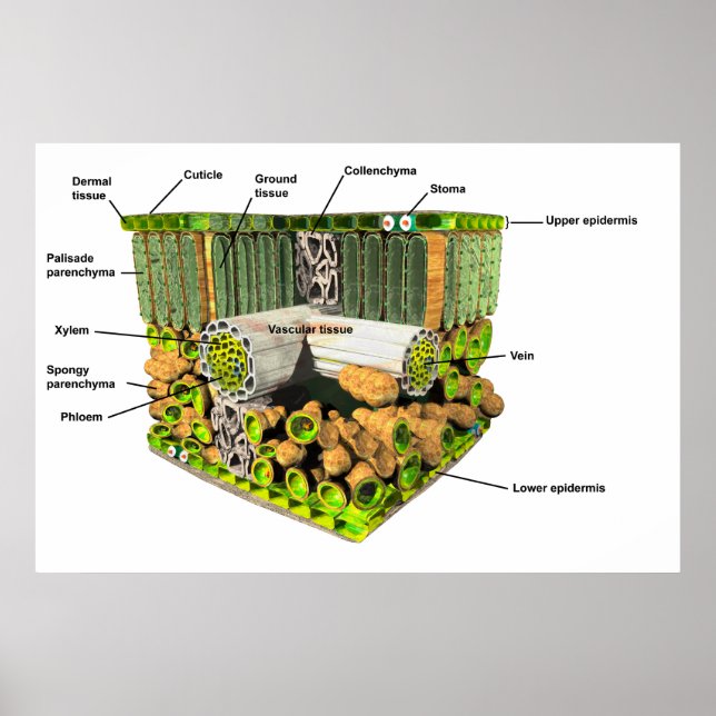 Anatomie d'une affiche feuille (Devant)