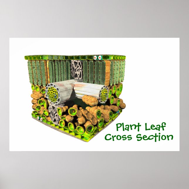 Anatomie d'une affiche feuille Plante (Devant)