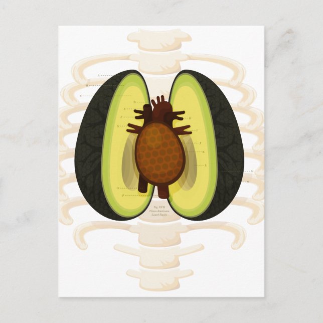 Anatomie einer Avocado Postkarte (Vorderseite)