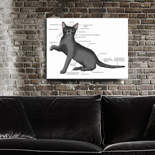 Anatomie einer Katze Poster
