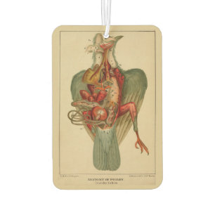 Anatomie einer Taube Autolufterfrischer