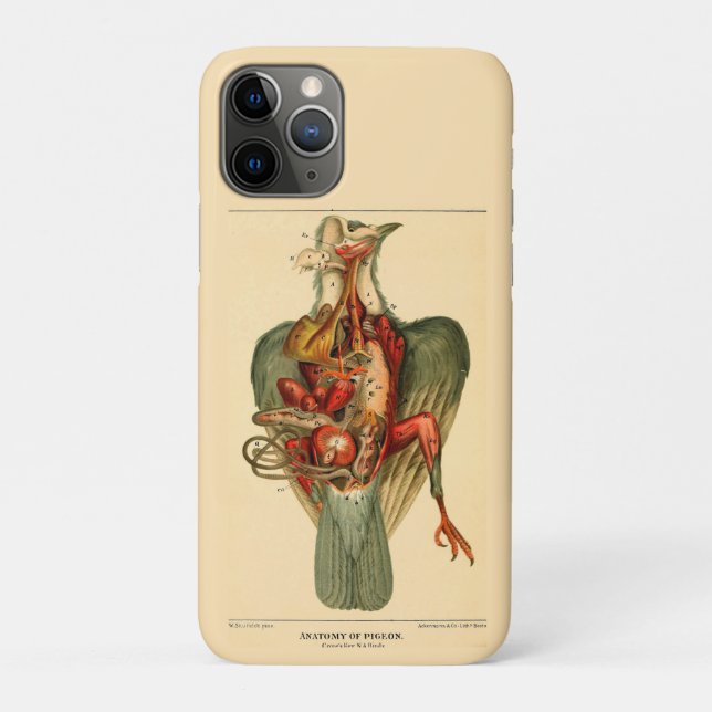 Anatomie einer Taube Case-Mate iPhone Hülle (Rückseite)