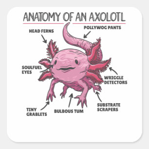 Anatomie eines Axolotl Quadratischer Aufkleber