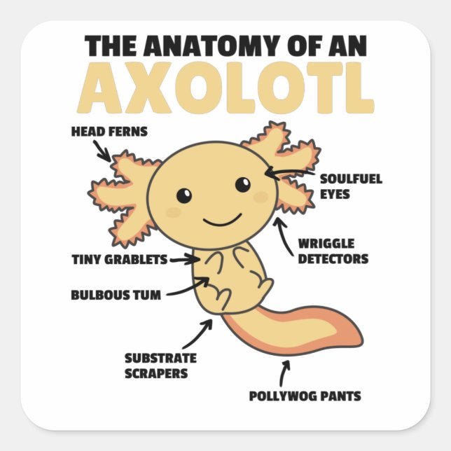 Anatomie eines Axolotl Quadratischer Aufkleber (Vorderseite)
