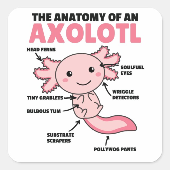 Anatomie eines Axolotl Quadratischer Aufkleber (Vorderseite)