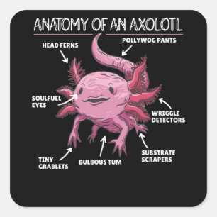 Anatomie eines Axolotl Quadratischer Aufkleber