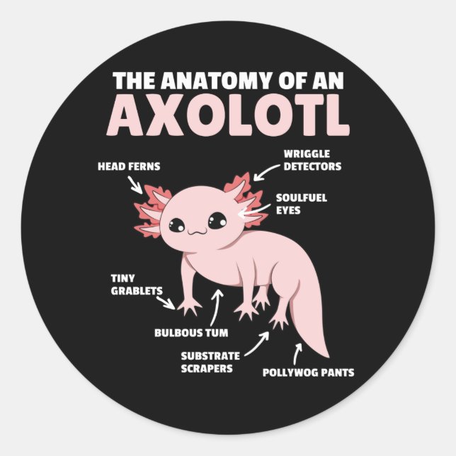 Anatomie eines Axolotl Runder Aufkleber (Vorderseite)