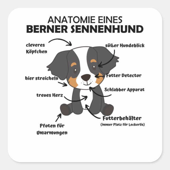 Anatomie eines Berner Hundes Niedliche Hunde Welpe Quadratischer Aufkleber (Vorderseite)