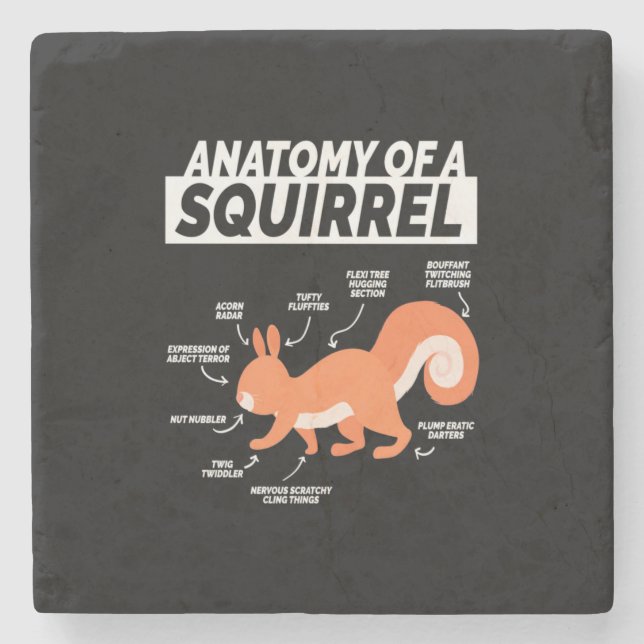 Anatomie eines Eichhörnchens Steinuntersetzer (Vorderseite)