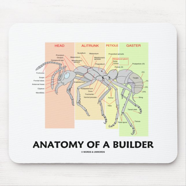 Anatomie eines Erbauers Mousepad (Vorne)