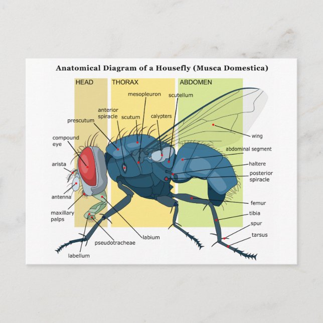Anatomie eines häuslichen Diagramms Musca Domestic Postkarte (Vorderseite)
