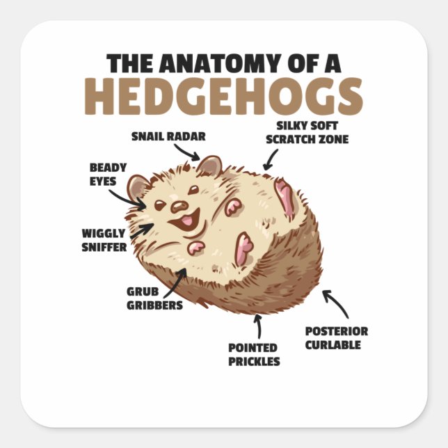 Anatomie eines Igels im niedlichen Igel Quadratischer Aufkleber (Vorderseite)