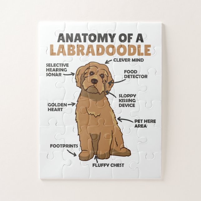Anatomie eines Labradoodle-Niedlichen Hündchens (Vertikal)