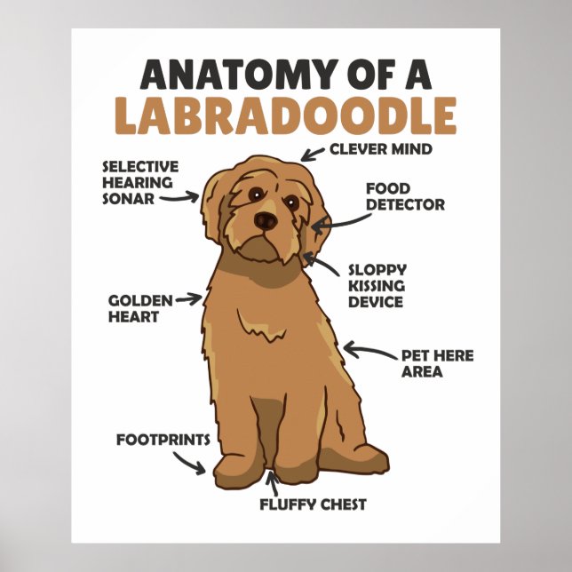 Anatomie eines Labradoodle-Niedlichen Hündchens Poster (Vorne)