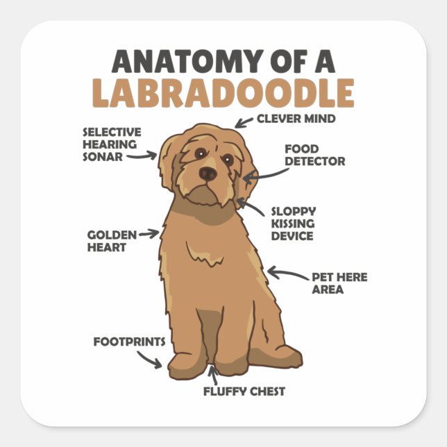 Anatomie eines Labradoodle-Niedlichen Hündchens Quadratischer Aufkleber (Vorderseite)