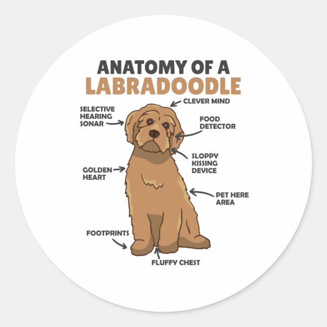 Anatomie eines Labradoodle-Niedlichen Hündchens Runder Aufkleber (Vorderseite)