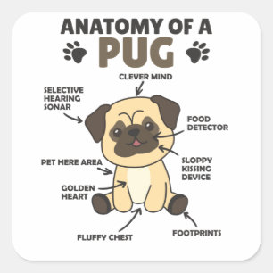 Anatomie eines Mops süße Hunde Funny Puppy Quadratischer Aufkleber