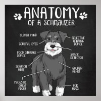 Anatomie eines Niedlichen Schnauzer-Hundes