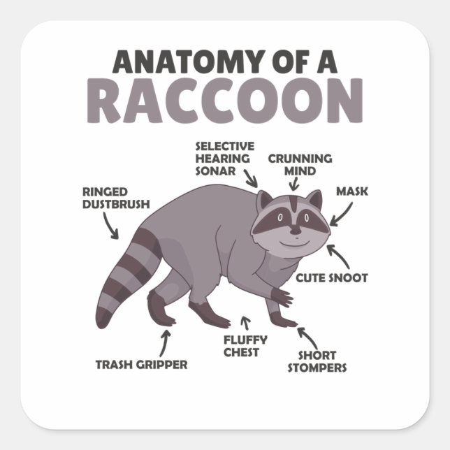 Anatomie eines Raccoon Quadratischer Aufkleber (Vorderseite)