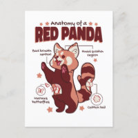 Anatomie eines roten Panda-Tieres