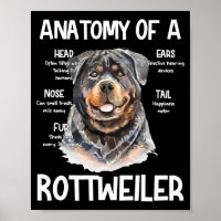 Anatomie eines Rottweilers für Hundeliebhaber