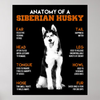 Anatomie eines sibirischen Husky-Hundes lustige Ku Poster