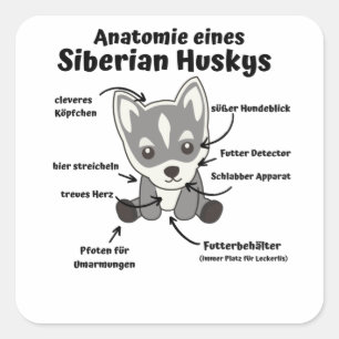 Anatomie eines sibirischen Husky-Süße-Hundes Quadratischer Aufkleber