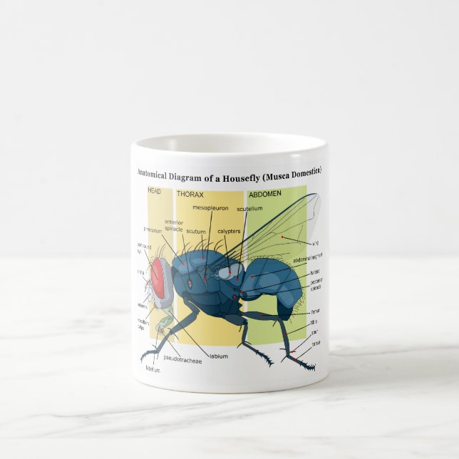 Anatomie eines Stubenfliegen-DiagrammMusca Kaffeetasse (Mittel)