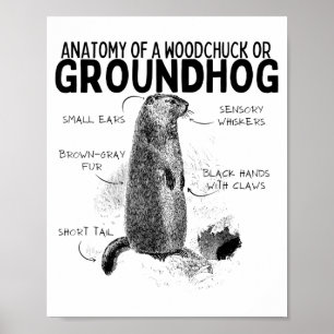 Anatomie eines Waldmurmeltiers oder eines Murmelti Poster