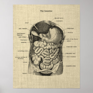 Anatomie gastro-intestinale imprimé 1 affiche Médi