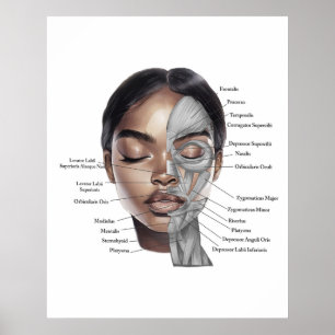 Anatomie-Gesichtsdruck 3 Poster