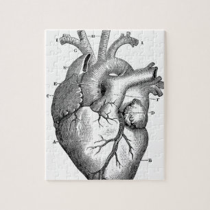 Anatomie-Herz-Bilder-Antik