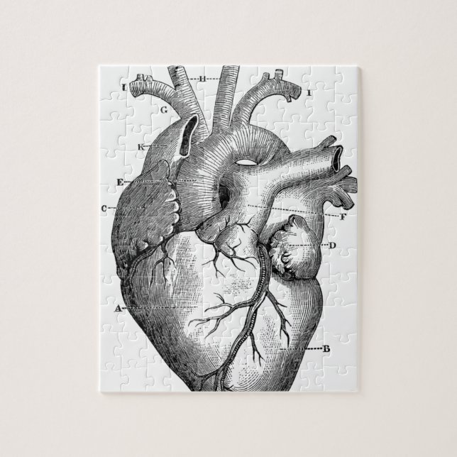 Anatomie-Herz-Bilder-Antik (Vertikal)