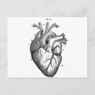 Anatomie-Herz-Bilder-Antik Postkarte