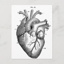 Anatomie-Herz-Bilder-Vintag Postkarte