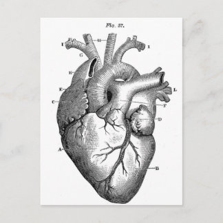 Anatomie-Herz-Bilder-Vintag Postkarte
