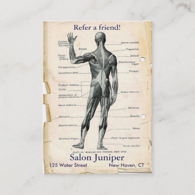 Anatomie-hinteres Vintages Zeichnen Empfehlungskarte (Vorderseite)