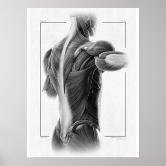Anatomie in Motion Body Poster - 18 x 24