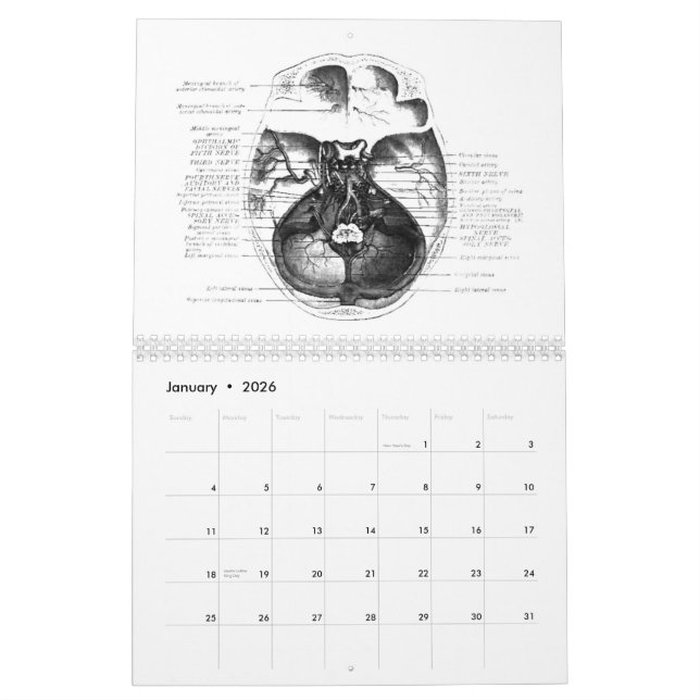 Anatomie-Kalender Kalender (Jan 2026)