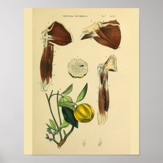 Anatomie-Kunstposter der Schultermuskeln Poster (Vorne)