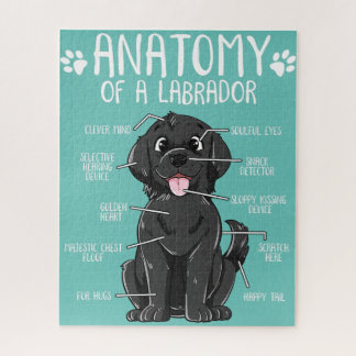 Anatomie Labrador Retriever Black Lab Besitzer