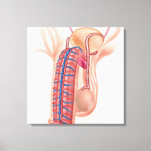 Anatomie männlicher Fortpflanzungsorgane Leinwanddruck (Vorderseite)