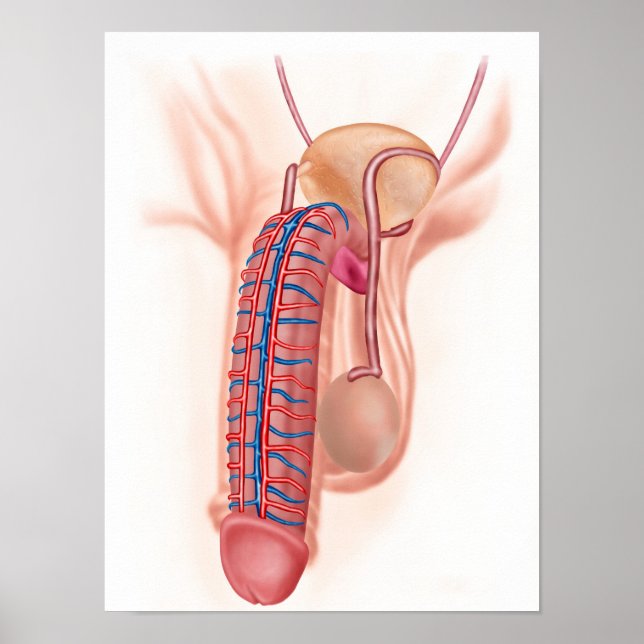 Anatomie männlicher Fortpflanzungsorgane Poster (Vorne)