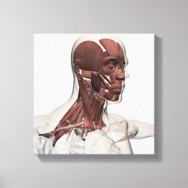 Anatomie männlicher Gesichts- und Halsmuskeln, Vor Leinwanddruck (Vorderseite)