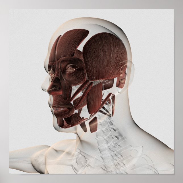 Anatomie männlicher Gesichtsmuskeln, seitliche Sic Poster (Vorne)